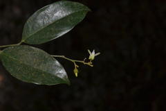 Xanthophyllum flavescens
